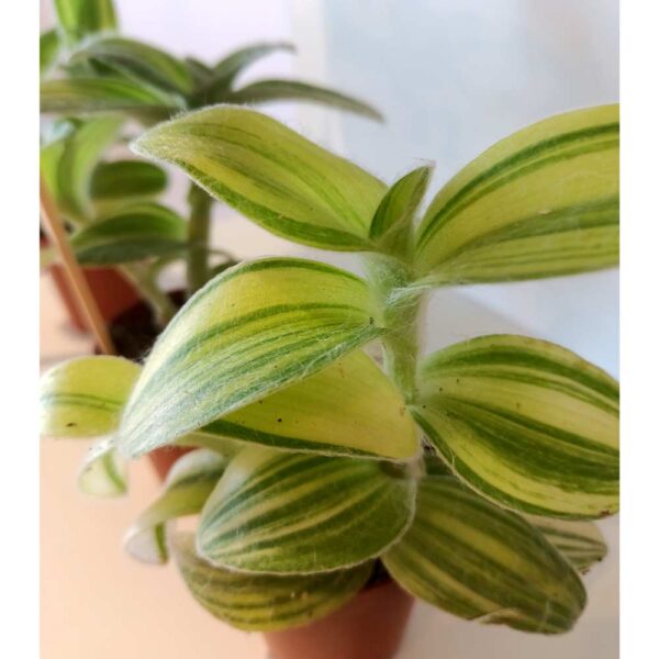 Tradescantia sillamontana Variegata (trzykrotka)