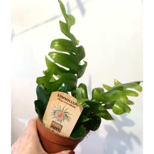 Epiphyllum chrysocardium -kaktus zygzak