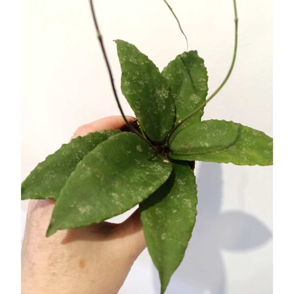 Hoya caudata Sumatra