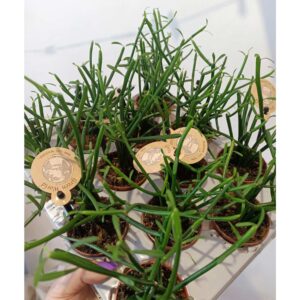 Wilczomlecz palczasty (Euphorbia tirucalli)