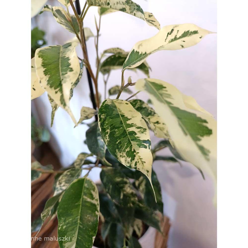 Ficus Eldorado variegata