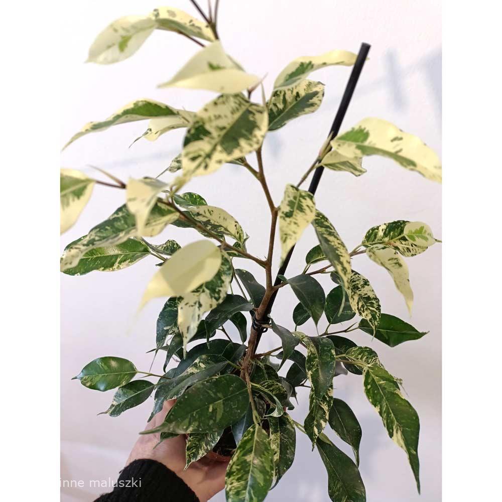 Ficus Eldorado variegata