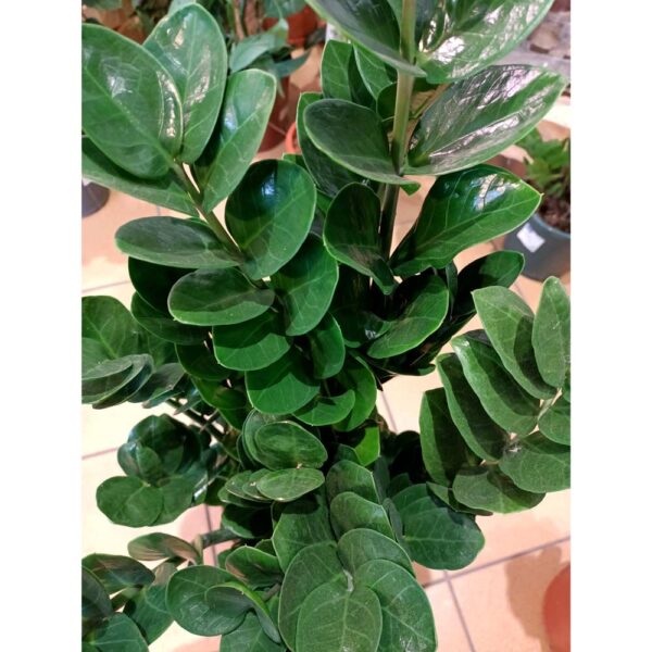 Zamioculcas Midori