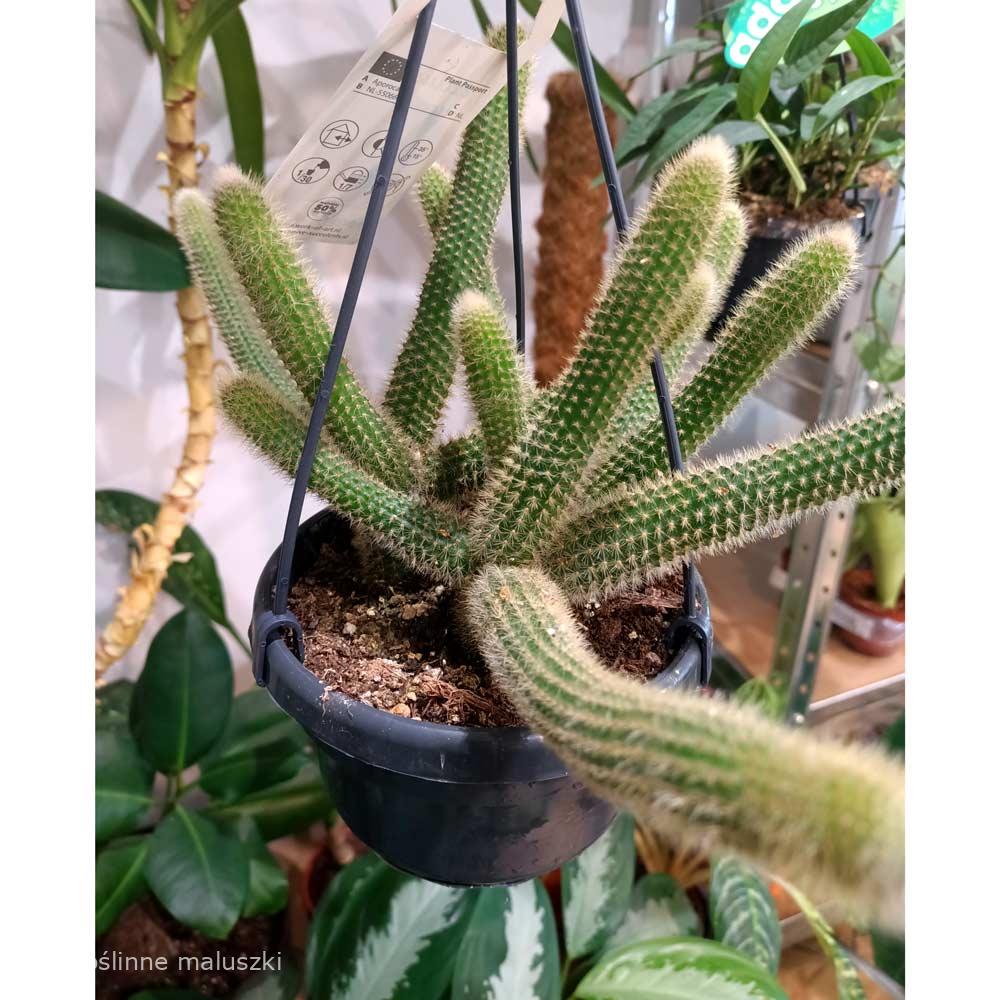 Aporocactus