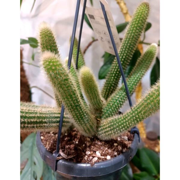 Aporocactus