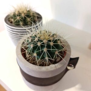 Kaktus w osłonce