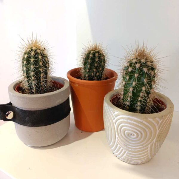 Kaktus w osłonce