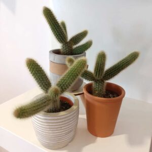 Kaktus w osłonce (komplet)