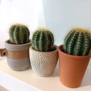 Kaktus w osłonce (komplet)
