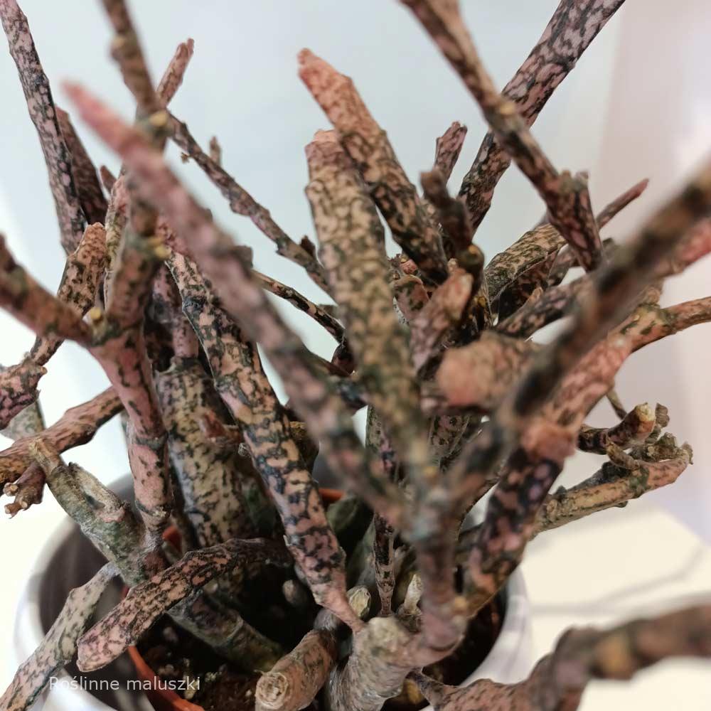 Euphorbia platyclada – wilczomlecz