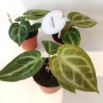 Anthurium Silver Blush baby