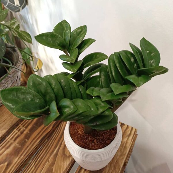 Zamioculcas zamiifolia Zenzi