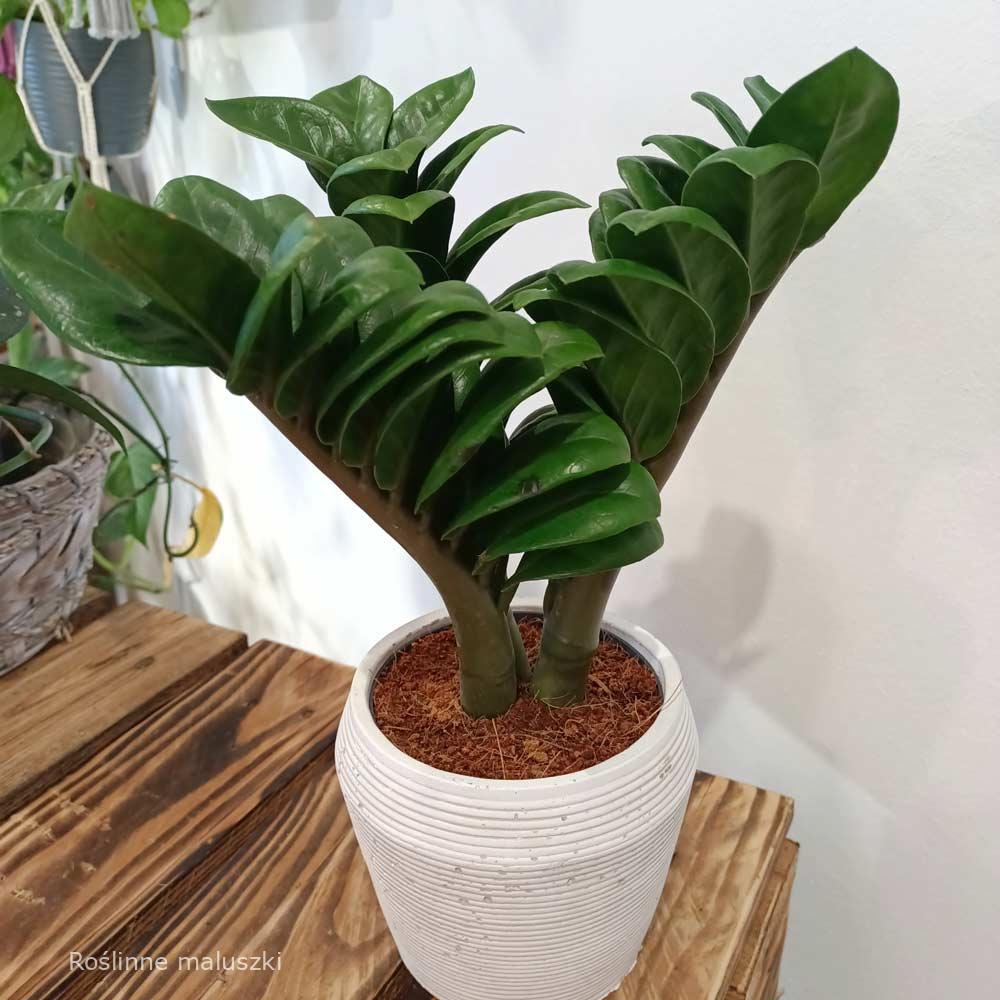 Zamioculcas zamiifolia Zenzi