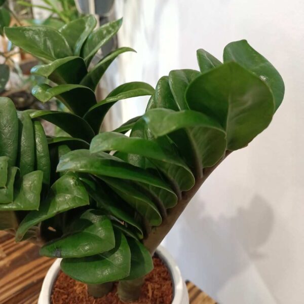 Zamioculcas zamiifolia Zenzi