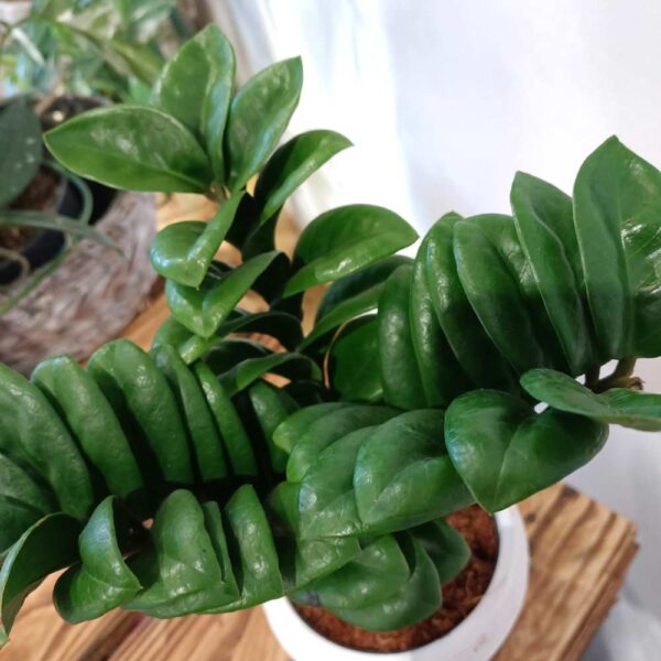 Zamioculcas zamiifolia Zenzi