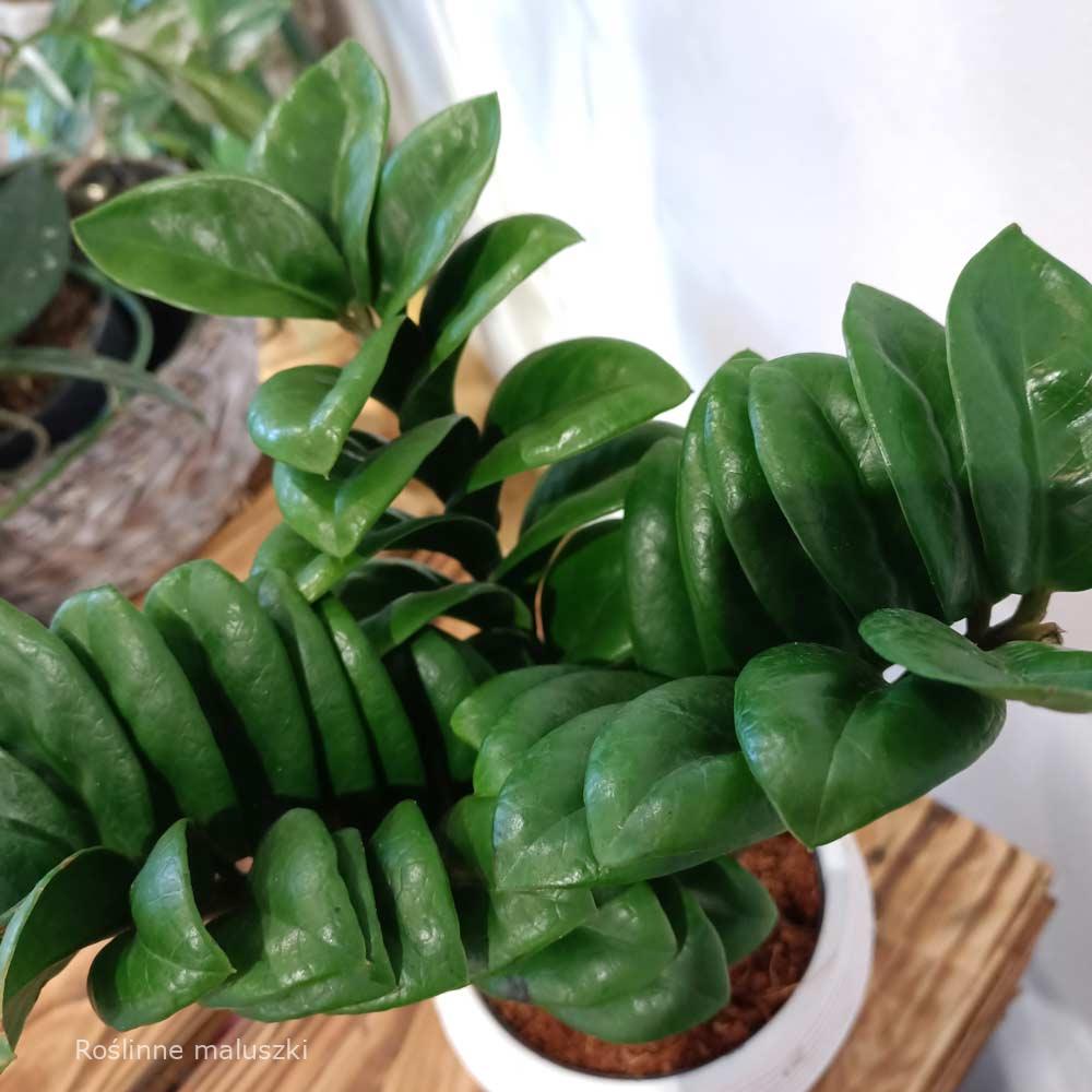 Zamioculcas zamiifolia Zenzi