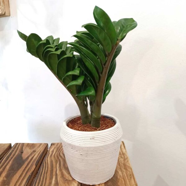 Zamioculcas zamiifolia Zenzi