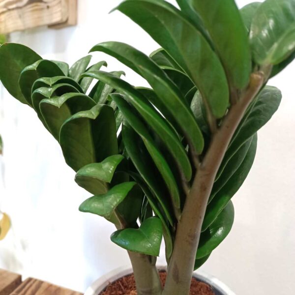 Zamioculcas zamiifolia Zenzi