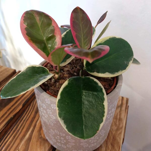 Hoya australis Blondie