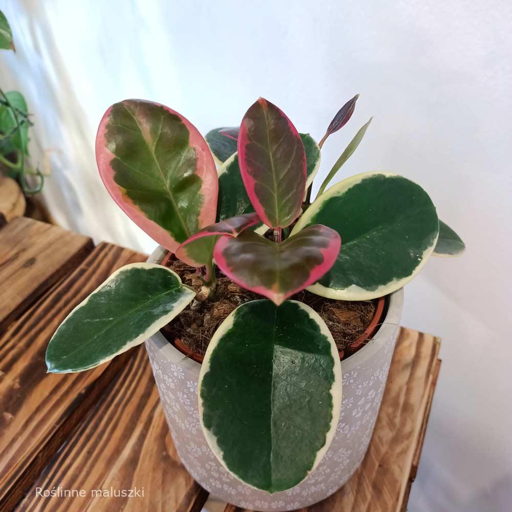 Hoya australis Blondie