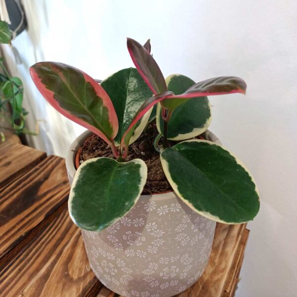 Hoya australis Blondie