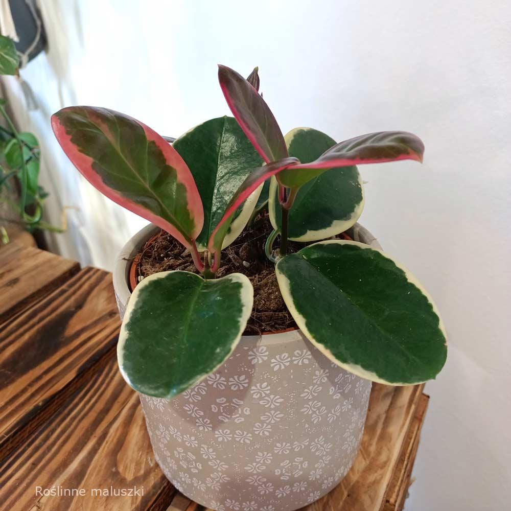 Hoya australis Blondie