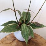 Hoya macrophylla Albomarginata