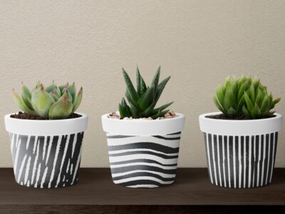 Leczenie chorób sukulentów