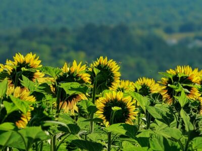 Rośliny wieloletnie do donic na zewnątrz i stanowisko słoneczne