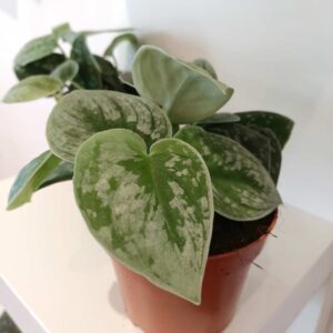 Scindapsus pictus Silver Ann