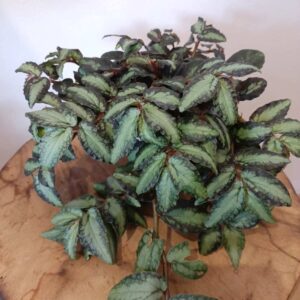 Pellionia Repens (begonia arbuzowa)