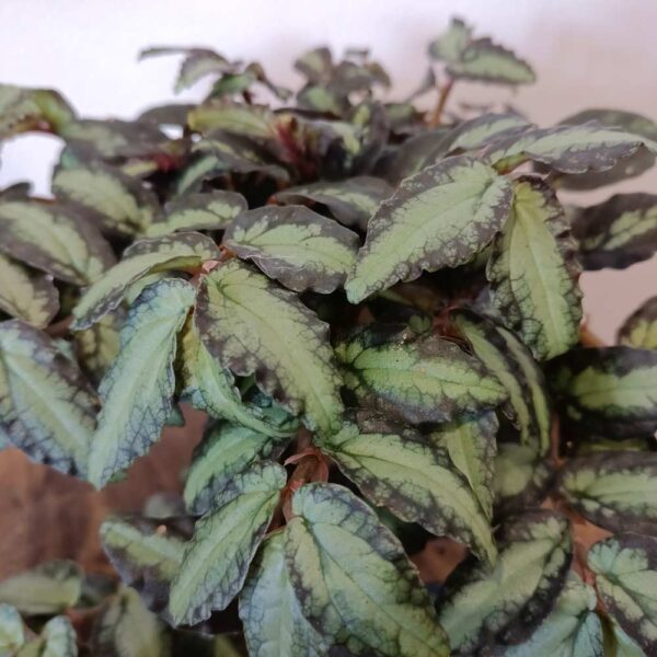 Pellionia Repens (begonia arbuzowa)
