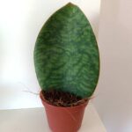 Sansevieria grandis Big Leaf