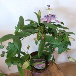 Passiflora Lady Lavender - męczennica