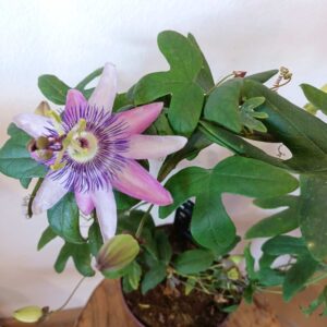 Passiflora Lady Lavender - męczennica