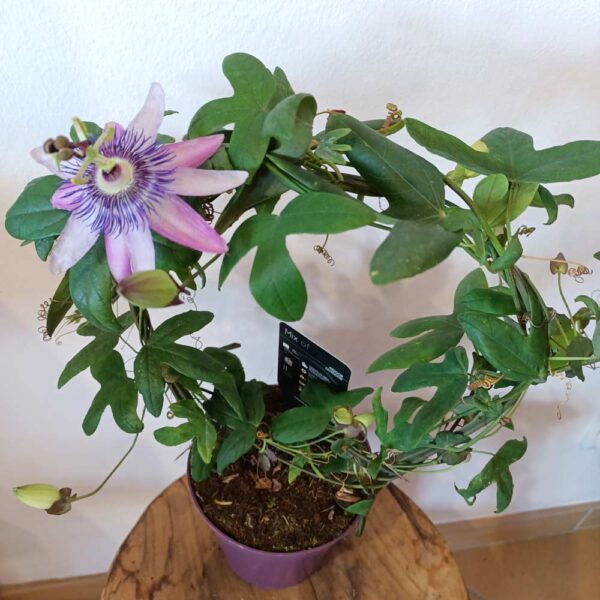 Passiflora Lady Lavender - męczennica
