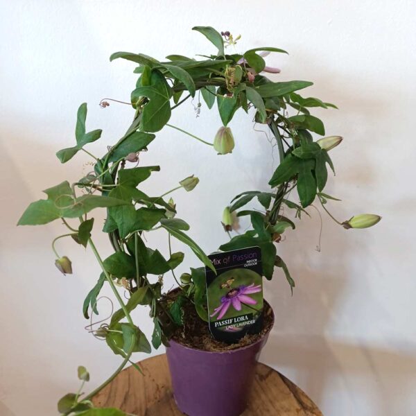 Passiflora Lady Lavender - męczennica