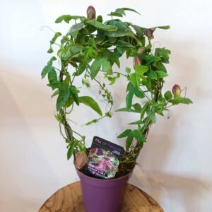 Passiflora Victoria - męczennica