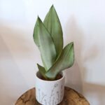 Sansevieria gwinejska Moonshine