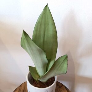 Sansevieria gwinejska Moonshine