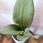 Sansevieria gwinejska Moonshine