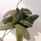 Hoya Sigillatis Round Leaf