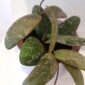 Hoya Sigillatis Round Leaf