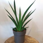 Sansevieria Sansiam Moto Green