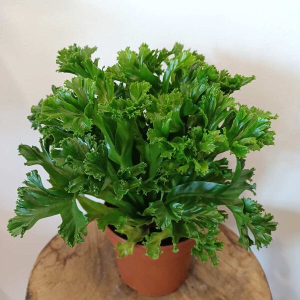 Asplenium antiquum Leslie (Zanokcica)