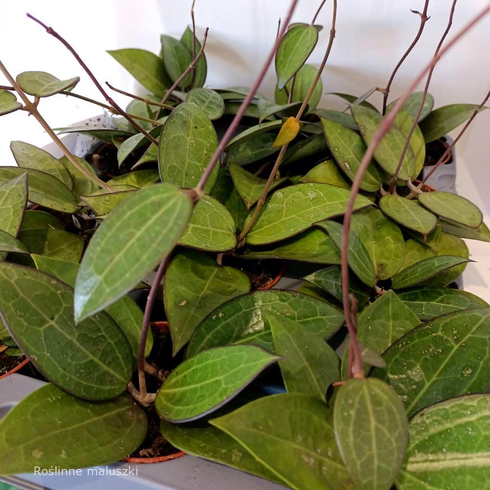Hoya verticillata Black Margin