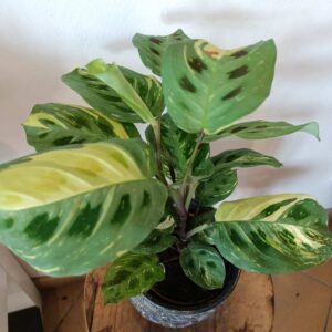 Maranta Kerchoveana Variegata