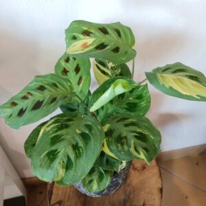 Maranta Kerchoveana Variegata