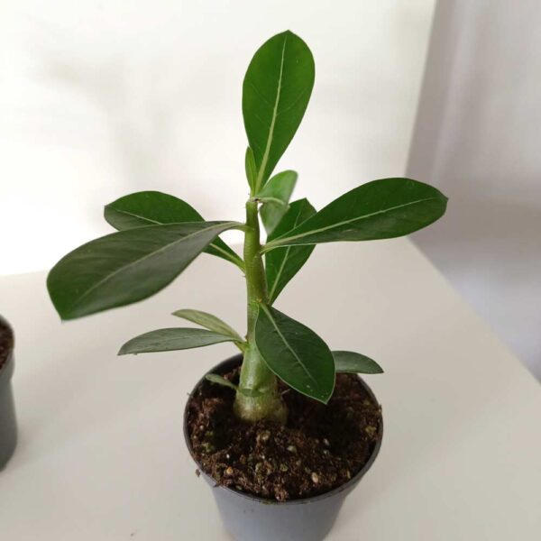 Adenium obesum - Róża Pustyni, Mini Baobab