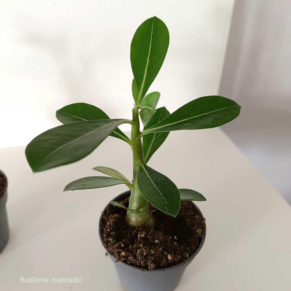 Adenium obesum – Róża Pustyni, Mini Baobab